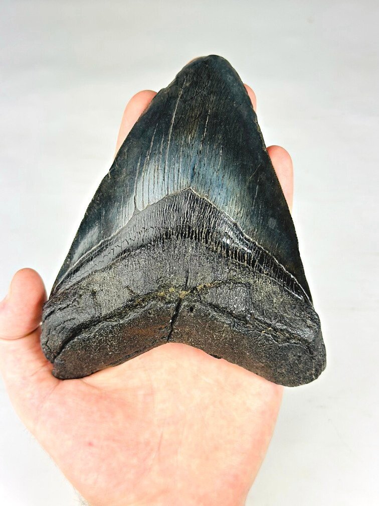 Megalodon tooth ''Leviathan's Revenge'' (US) - 15 cm