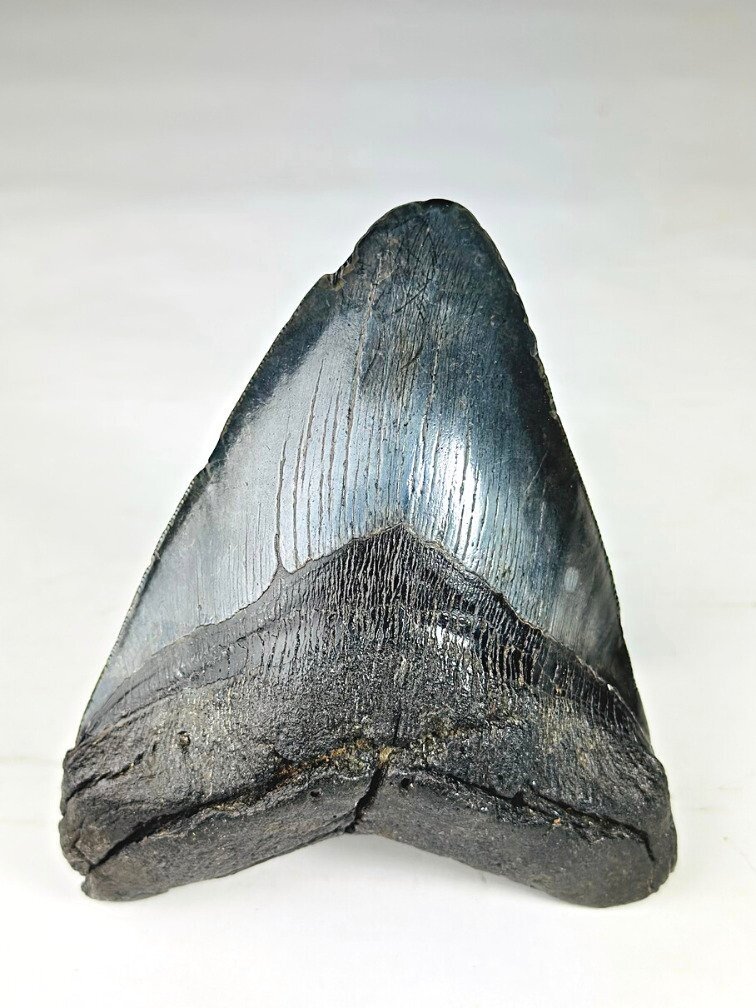 Megalodon tooth ''Leviathan's Revenge'' (US) - 15 cm