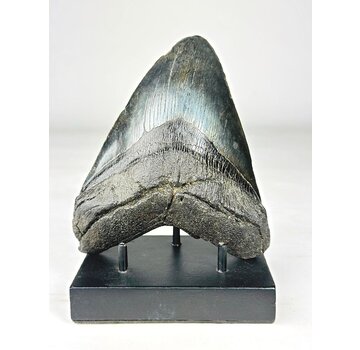 Diente de Megalodon ''Leviathan's Revenge'' (US) - 15 cm