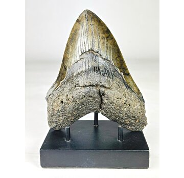 Dente di Megalodon ''Venomous Fang'' (USA) - 15,2 cm