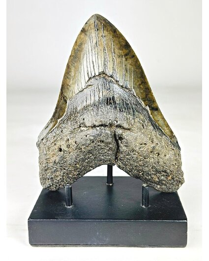 Dente di Megalodon ''Venomous Fang'' (USA) - 15,2 cm