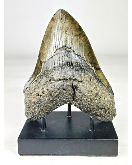 Megalodon tand ''Venomous Fang'' (VS) - 15,2 cm