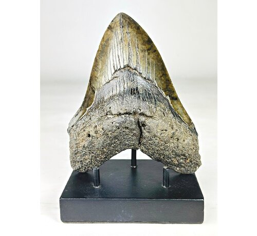 Dente di Megalodon ''Venomous Fang'' (USA) - 15,2 cm