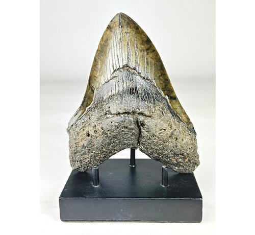 Diente de Megalodon ''Venomous Fang'' (USA) - 15,2 cm