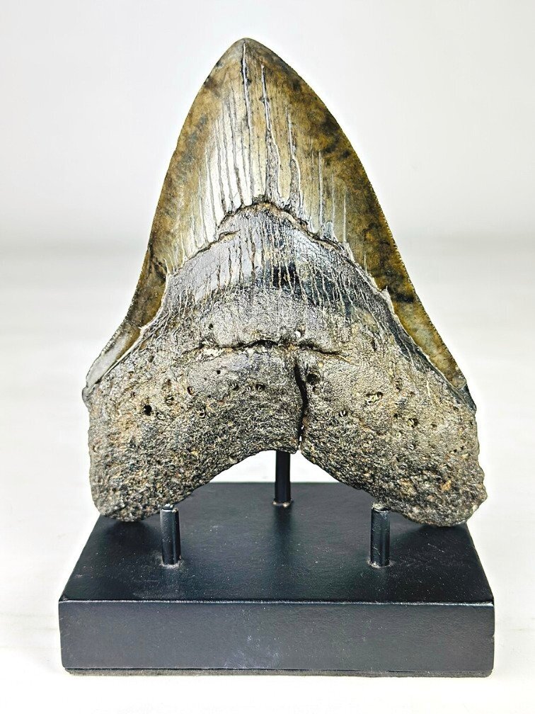 Dent de mégalodon ''Venomous Fang'' (USA) - 15,2 cm