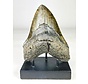 Dente di Megalodon ''Venomous Fang'' (USA) - 15,2 cm