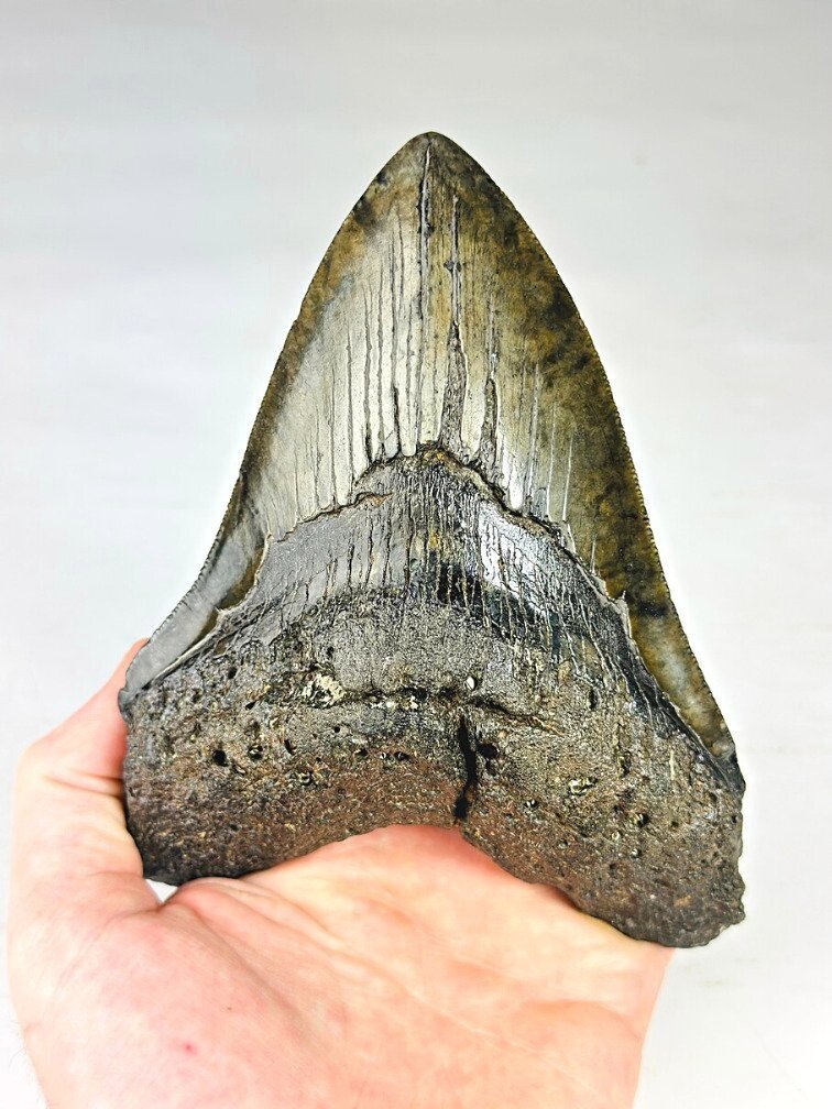 Diente de Megalodon ''Venomous Fang'' (USA) - 15,2 cm