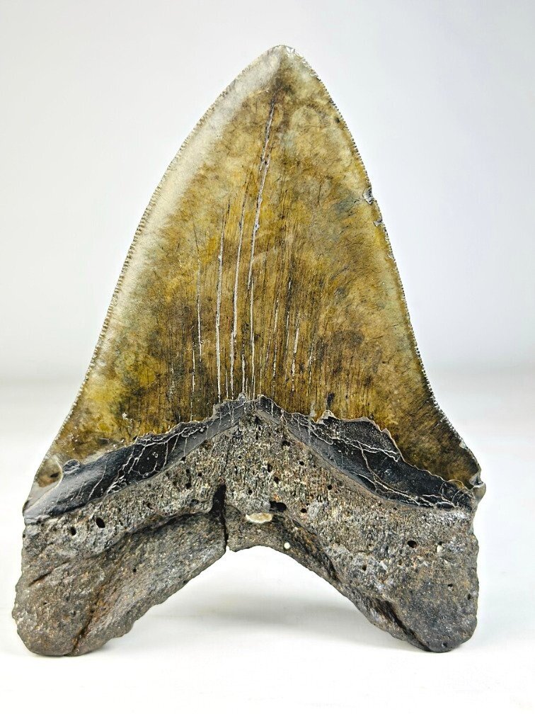 Megalodon tooth ''Venomous Fang'' (USA) - 15,2 cm