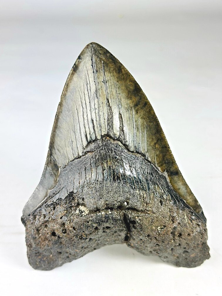 Diente de Megalodon ''Venomous Fang'' (USA) - 15,2 cm