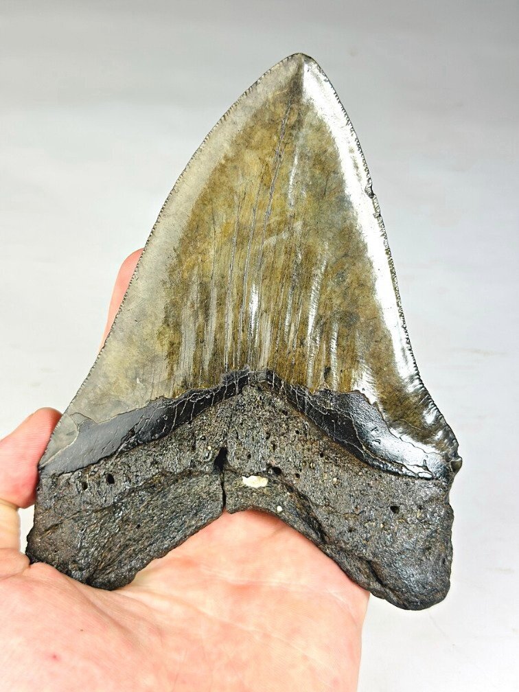 Dente di Megalodon ''Venomous Fang'' (USA) - 15,2 cm