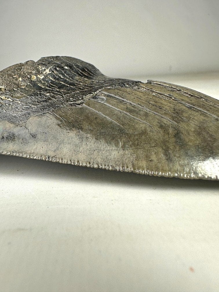 Diente de Megalodon ''Venomous Fang'' (USA) - 15,2 cm