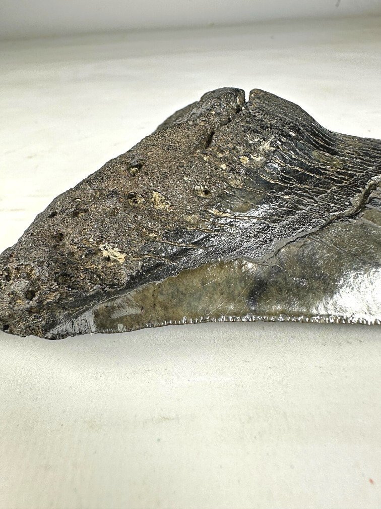 Megalodon tooth ''Venomous Fang'' (USA) - 15,2 cm