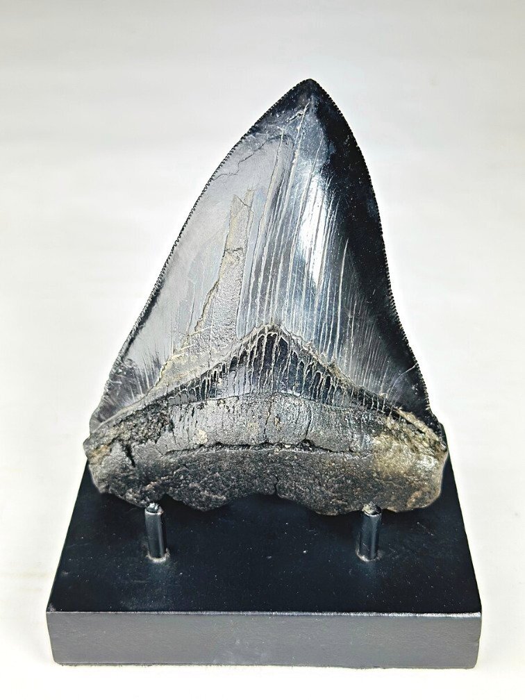 Diente de Megalodon ''Abyssal Lifeform'' (USA) - 12,7 cm
