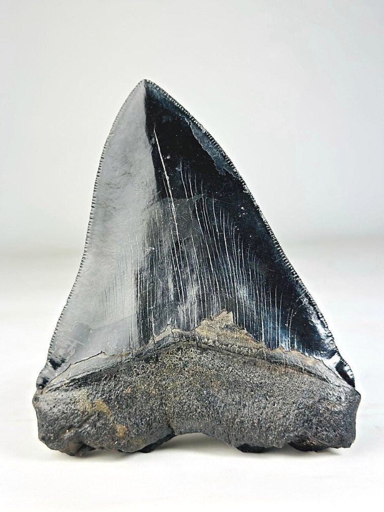Megalodon-Zahn ''Abyssal Lifeform'' (USA) - 12,7 cm