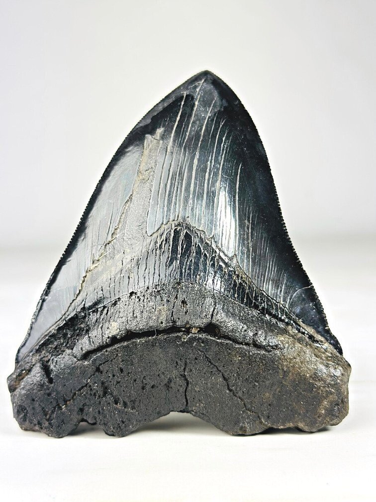 Megalodon tand ''Abyssal Lifeform'' (VS) - 12,7 cm