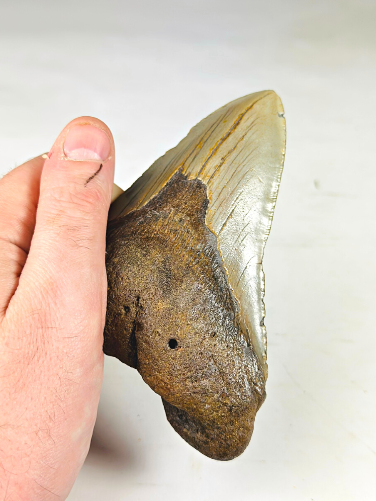 Megalodon Tooth "Holy Artifact" - Luxury Large Gift Box - (US) - 12,1 cm