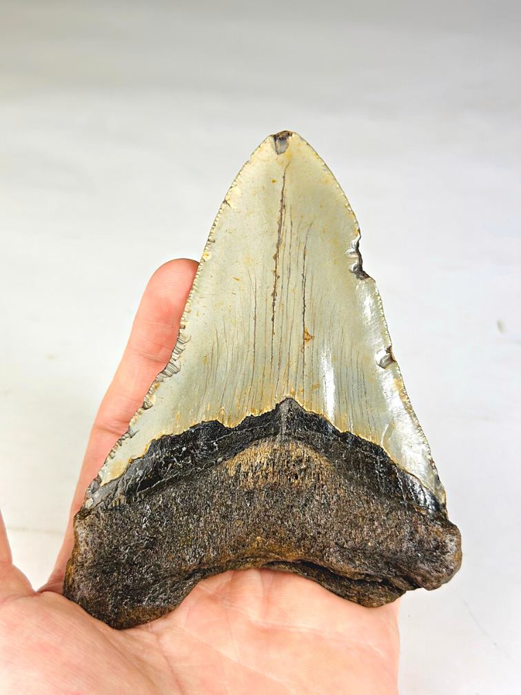 Dente di Megalodon "Holy Artifact" - Confezione regalo di lusso - (USA) - 12,1 cm