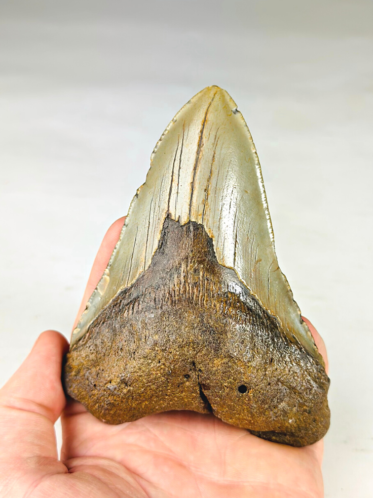 Dente di Megalodon "Holy Artifact" - Confezione regalo di lusso - (USA) - 12,1 cm