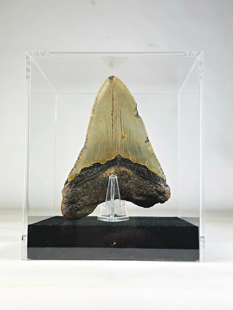 Diente de Megalodon " Holy Artifact " - Caja de Regalo Grande de Lujo - (US) - 12,1 cm