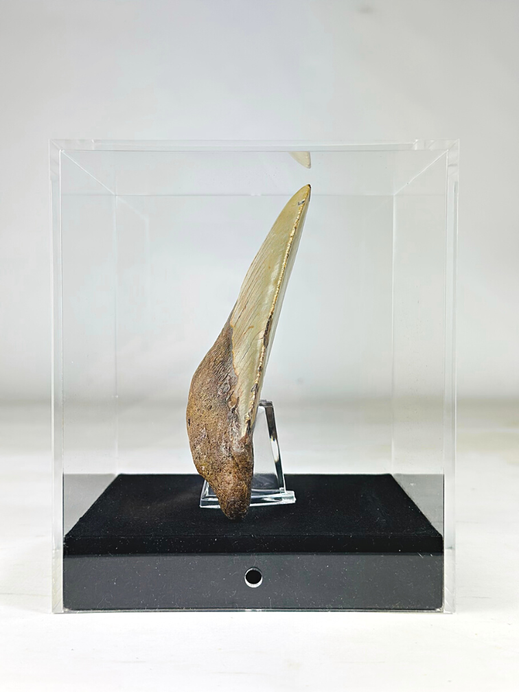 Megalodon Tooth "Holy Artifact" - Luxury Large Gift Box - (US) - 12,1 cm