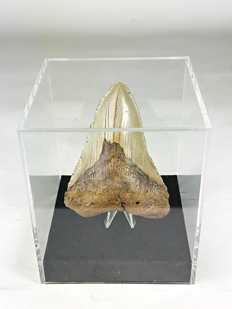 Diente de Megalodon " Holy Artifact " - Caja de Regalo Grande de Lujo - (US) - 12,1 cm