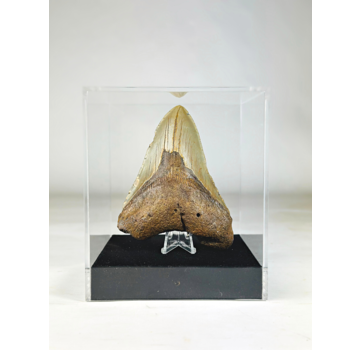 Dent de mégalodon " Holy Artifact " - Grande boîte cadeau de luxe - (US) - 12,1 cm