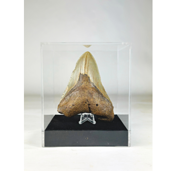 Diente de Megalodon " Holy Artifact " - Caja de Regalo Grande de Lujo - (US) - 12,1 cm