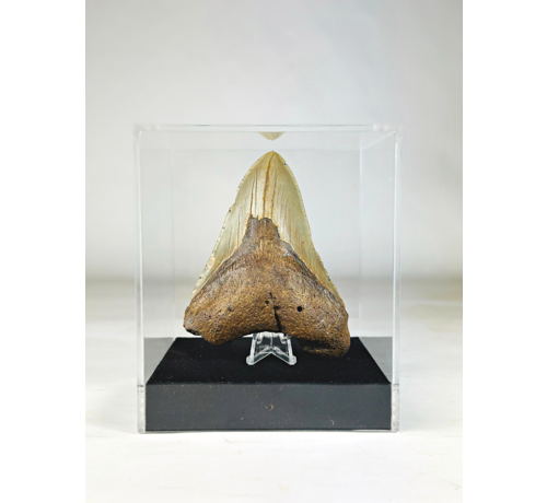 Diente de Megalodon " Holy Artifact " - Caja de Regalo Grande de Lujo - (US) - 12,1 cm