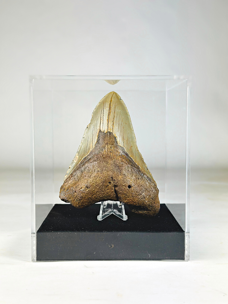 Dente di Megalodon "Holy Artifact" - Confezione regalo di lusso - (USA) - 12,1 cm