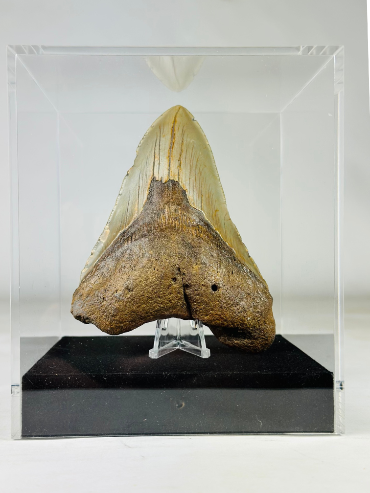 Diente de Megalodon " Holy Artifact " - Caja de Regalo Grande de Lujo - (US) - 12,1 cm