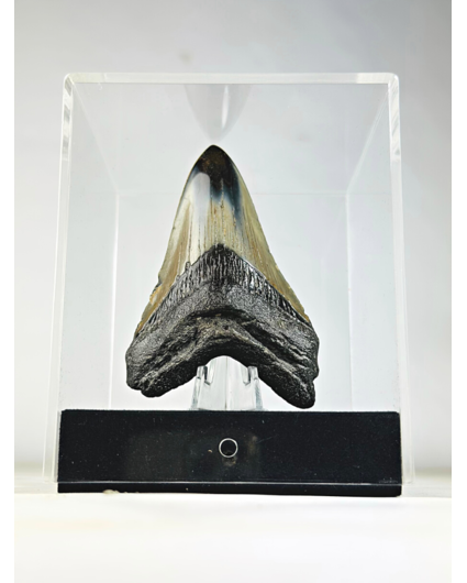 Dente di Megalodon - lucidato - (inclusa scatola di presentazione) "The Order's Key" - 10 cm