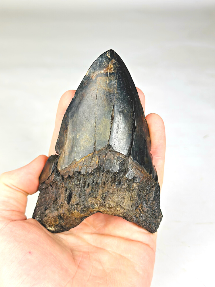 Dent de mégalodon volcanique ''Core of Darkness'' - 12,4 cm