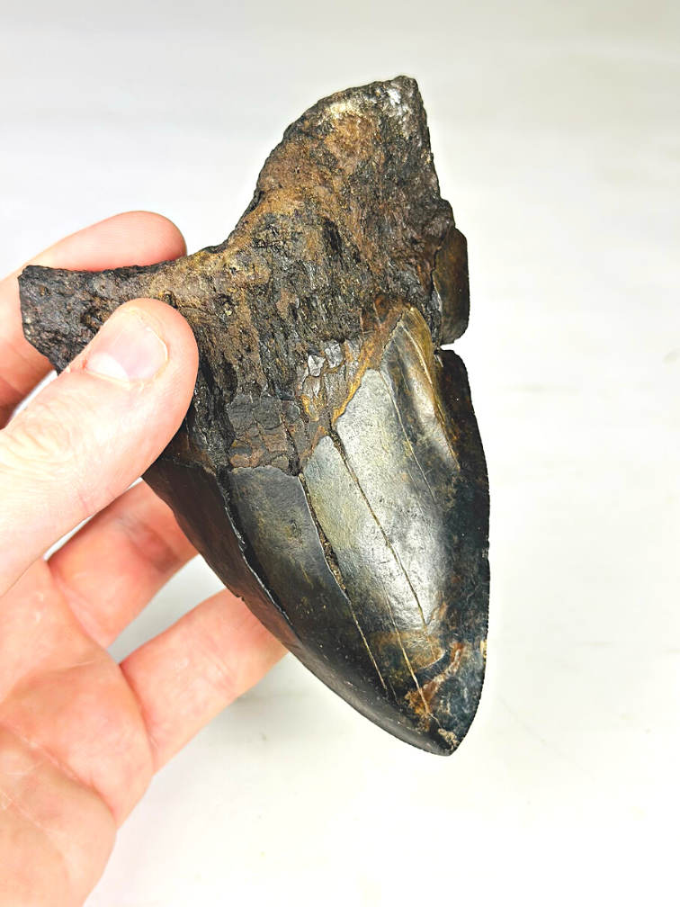 Volcanic Megalodon tooth ''Core of Darkness'' - 12,4 cm