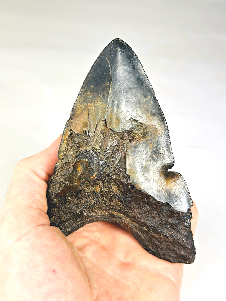 Dent de mégalodon volcanique ''Core of Darkness'' - 12,4 cm