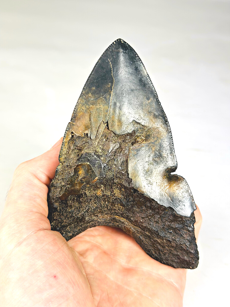 Volcanic Megalodon tooth ''Core of Darkness'' - 12,4 cm