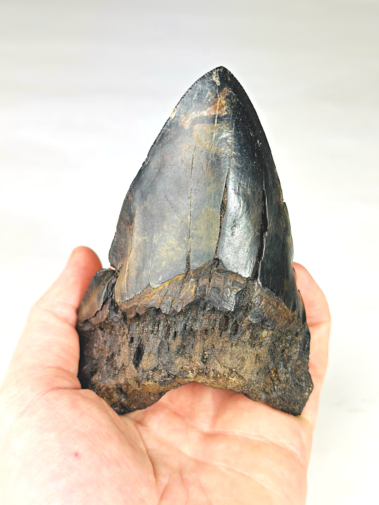 Dente di Megalodon vulcanico ''Core of Darkness'' - 12,4 cm