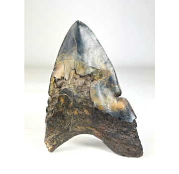 Volcanic Megalodon tooth ''Core of Darkness'' - 12,4 cm