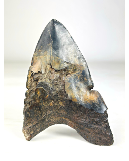 Dente di Megalodon vulcanico ''Core of Darkness'' - 12,4 cm