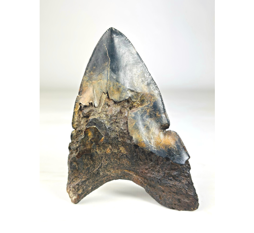 Volcanic Megalodon tooth ''Core of Darkness'' - 12,4 cm