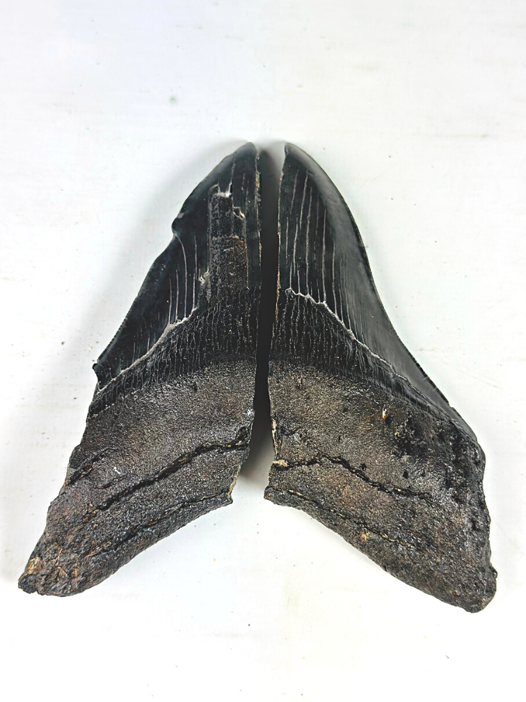 Megalodon tooth ''Primordial Being'' (USA) - 13.4 cm - broken Megalodon tooth