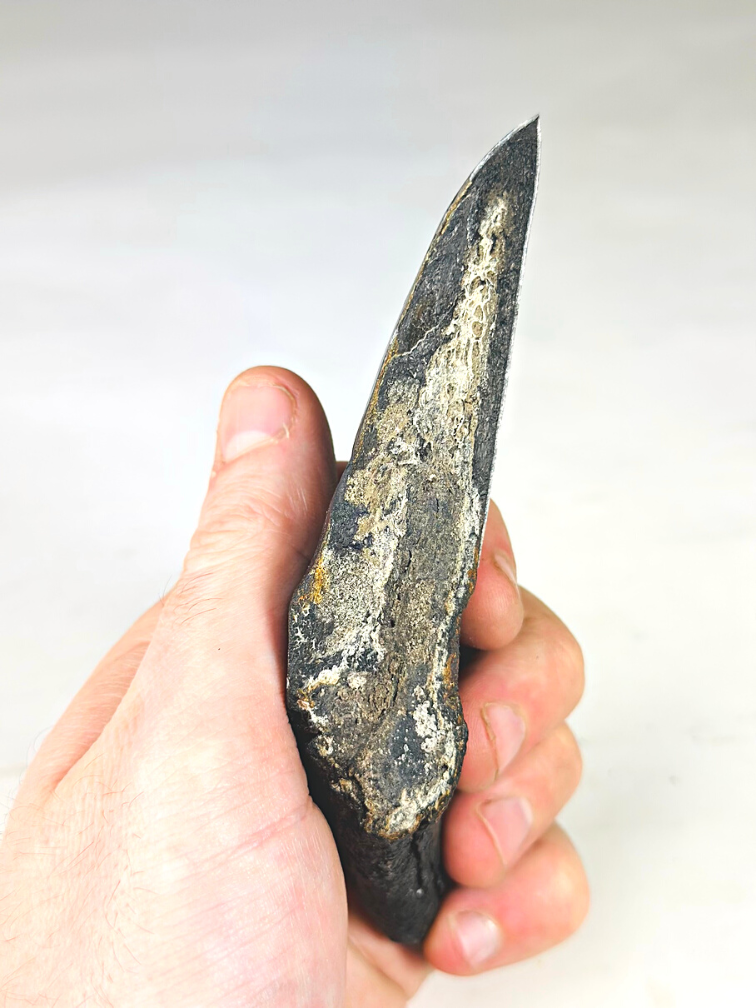 Dente di Megalodon ''Primordial Being'' (USA) - 13,4 cm - dente di Megalodon rotto