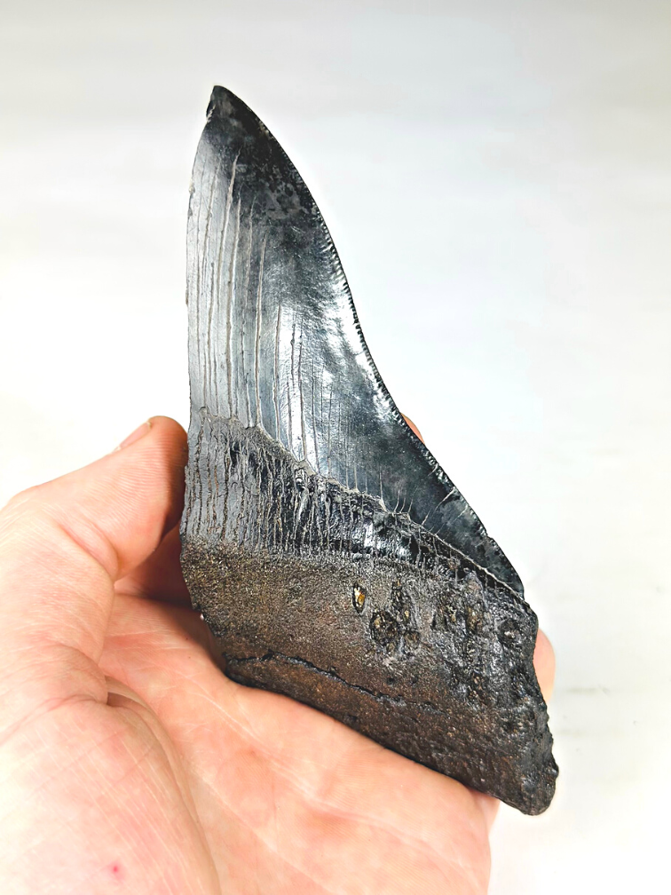 Diente de Megalodon ''Primordial Being'' (USA) - 13.4 cm - diente de Megalodon roto