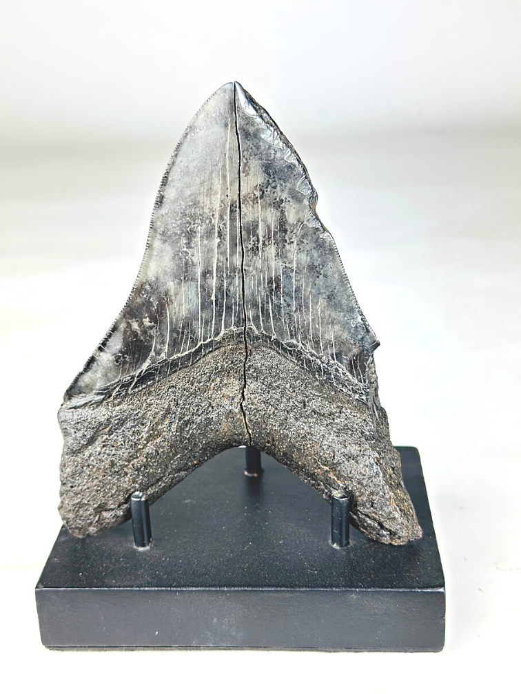Megalodon tand ''Primordial Being'' (VS) - 13,4 cm - gebroken Megalodon tand