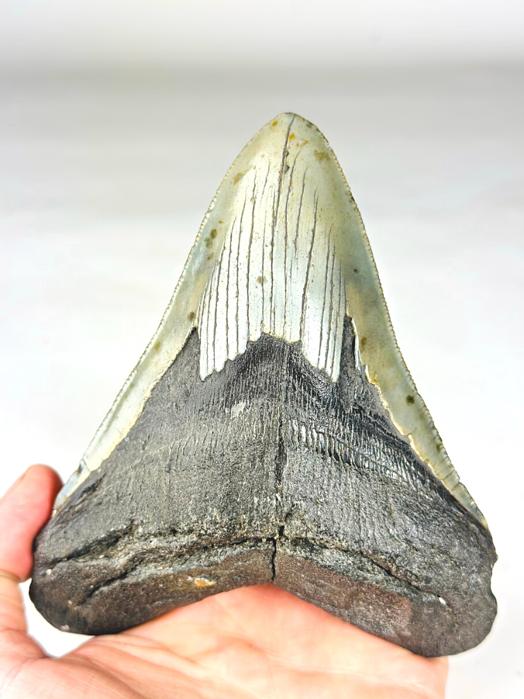 A grade - Dente di Megalodon ''Paladin's Resolve'' (USA) - 13,4 cm