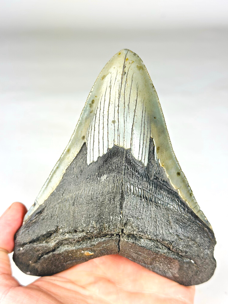 A grade - Diente de Megalodon ''Paladin's Resolve'' (USA) - 13,4 cm