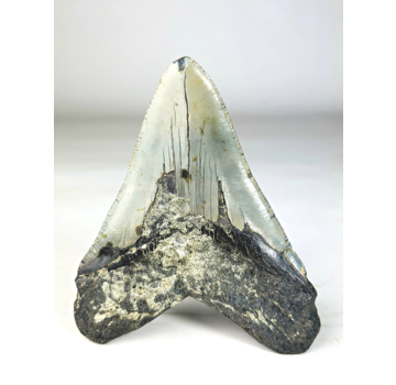 A grade - Dent de mégalodon ''Paladin's Artifact'' (USA) - 13,4 cm