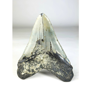 A grade - Dent de mégalodon ''Paladin's Resolve'' (USA) - 13,4 cm