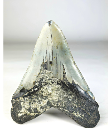 A grade - Dente di Megalodon ''Paladin's Resolve'' (USA) - 13,4 cm