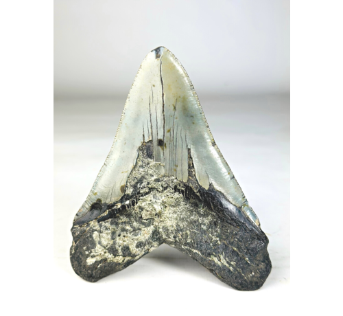 A grade - Dente di Megalodon ''Paladin's Resolve'' (USA) - 13,4 cm