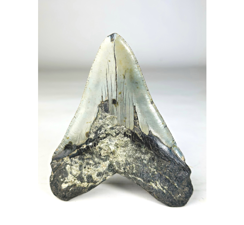 A grade - Megalodon tooth ''Paladin's Artifact'' (USA) - 13,4 cm